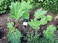 Rheum palmatum